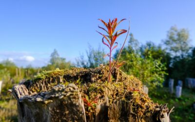 “Great Basin Water Cycle Explanation” – Great Basin Water: A…