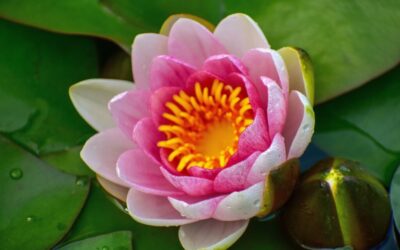 Great Basin Water Cycle » Unlocking The Secrets Of Laguna…