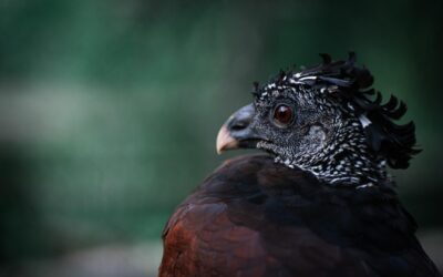 “Great Basin Water Shortage Solutions” ~ Here’s A Draft Article…