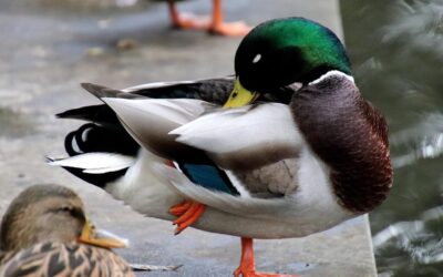 How Laguna Salada Affects The Great Basin Water Cycle -…