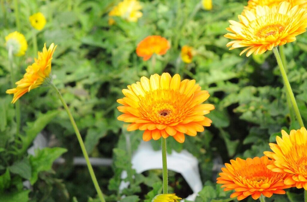 Impact Of Climate Change On Laguna Salada ~ Get The…