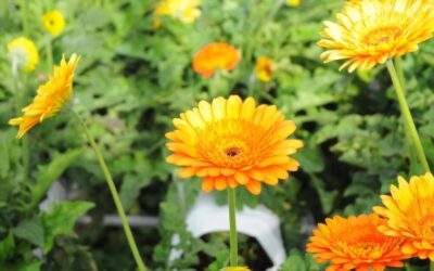 Impact Of Climate Change On Laguna Salada ~ Get The…