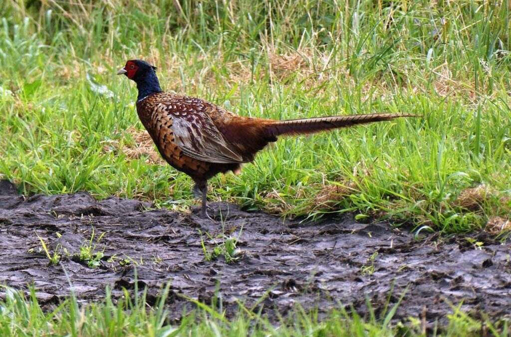Long-Tail Keywords Related To Laguna Salada Water Supply ~ Unveiling…