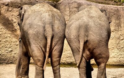 Related Keywords / Unveiling The Thirsty Secrets Of Laguna Salada:…