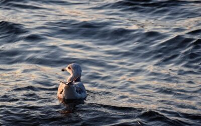 Salton Sea Hydrology: Unlocking The Desert’s Water Secrets: The Story…