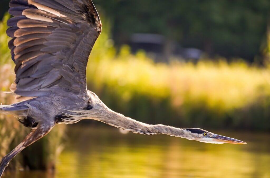 Sustainable Water Management In The Great Basin / Laguna Salada:…