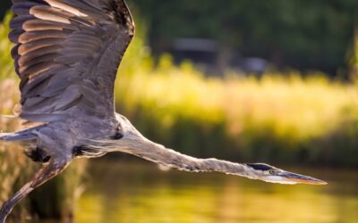 Sustainable Water Management In The Great Basin / Laguna Salada:…