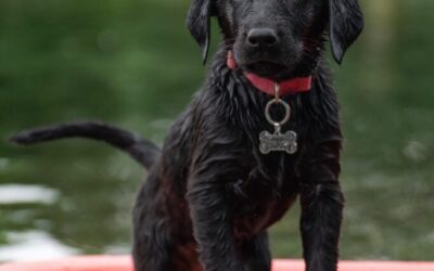 Sustainable Water Management In The Great Basin » “`html Sustaining…