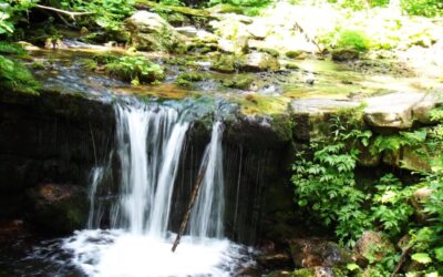 Sustainable Water Management In The Great Basin: Quick Sip: The…