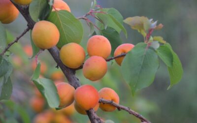 Sustainable Water Usage Practices / “`html The Great Basin’s Thirsty…