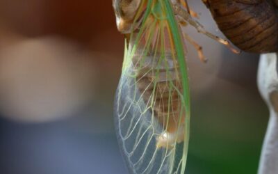 Water Cycle Management » The Great Basin’s Thirsty Secret: Where…