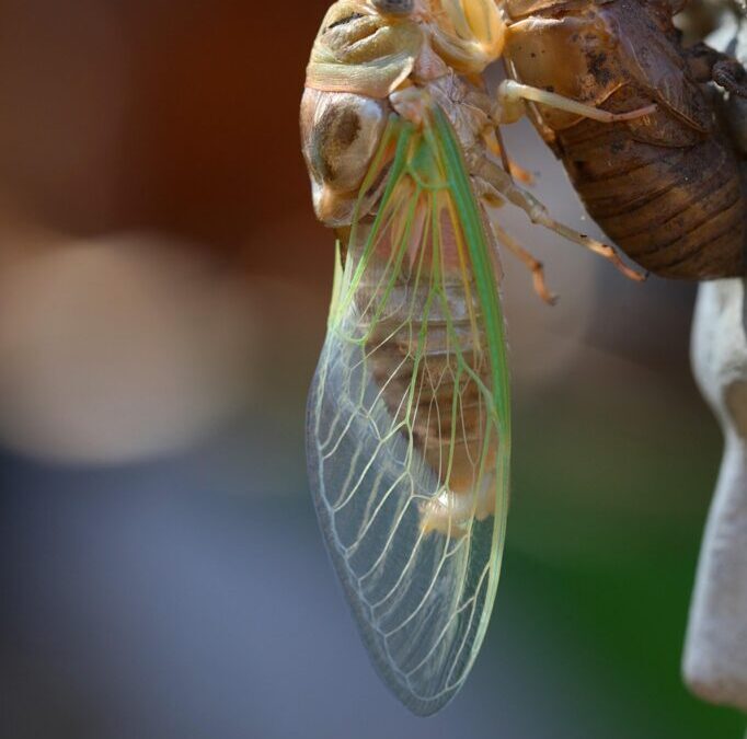 Water Cycle Management » The Great Basin’s Thirsty Secret: Where…