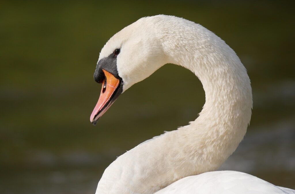 Water Shortage / Okay, Here’s A Draft Of An Informative…