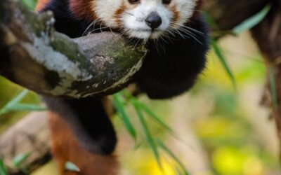 Water Conservation In Laguna Salada – The Mystery Of The…