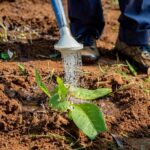 Water-efficient Irrigation Techniques / Here’s An Article About The Great…
