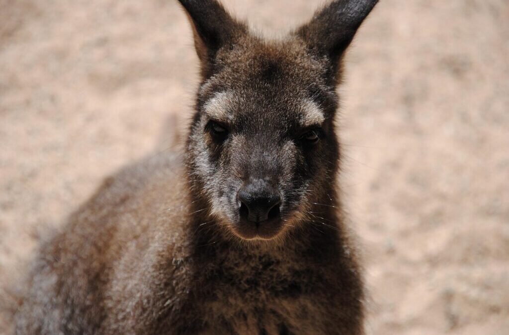 Great Basin Desert – The Thirsty Heart Of The Desert:…
