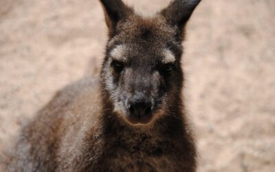 Great Basin Desert – The Thirsty Heart Of The Desert:…