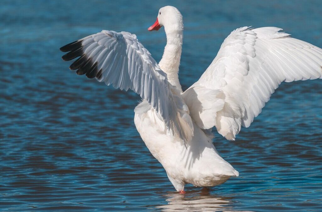 Laguna Salada – Unlocking Laguna Salada’s Secrets: A Desert’s Water…