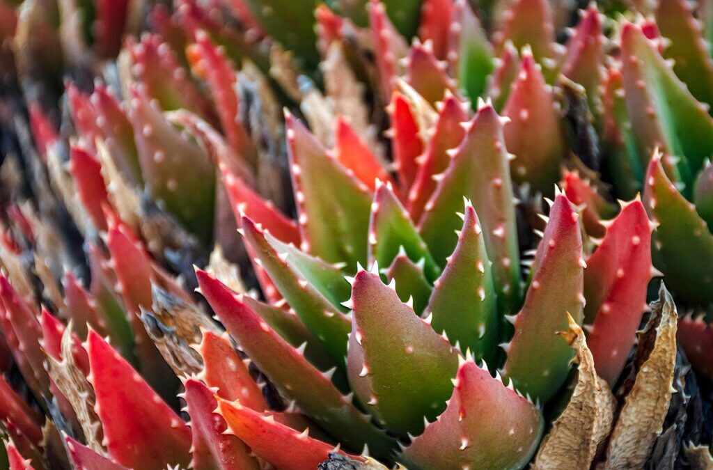 The Great Basin Desert / Water’s Journey: The Thirsty Secret…