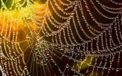 Spiders » Eight Legs, Endless Wonders: Discovering The World Of…